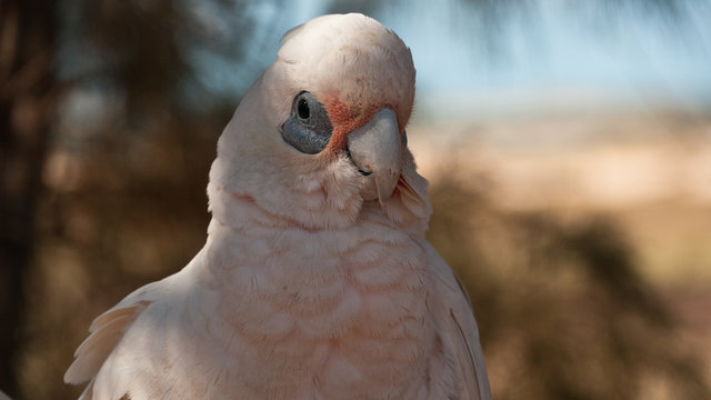litte corella, portrait