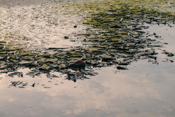 Drought land so long waterless. Ground begins to crack after no water in the summer.