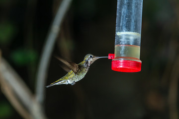 Hummingbird