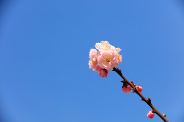 Flowering plum flowers