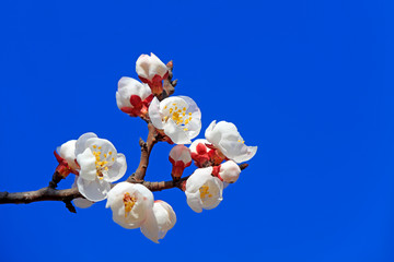 Apricot flower in the blue sky