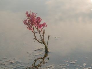 Suaeda maritima is a species of flowering plant in the amaranth family. herbaceous seepweed and annual seablite