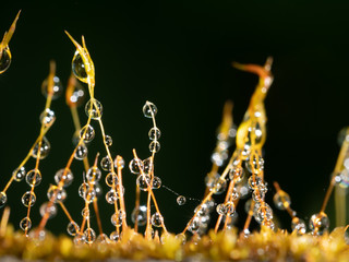 Water drops on stems of Moss in forest after rain. Close up of moss in nature with water droplet...