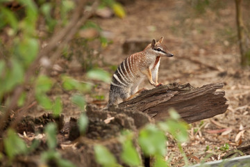 numbat, an emblem of western australia