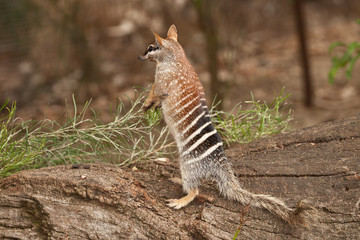 numbat, an emblem of western australia