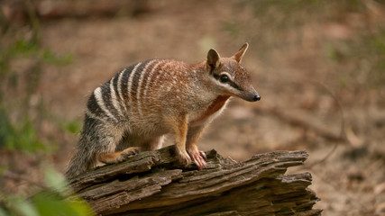 numbat, an emblem of western australia