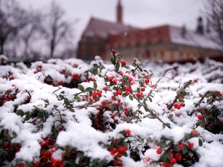Red Berries Covered in Snow and Blurred Background