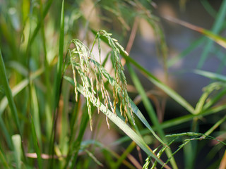 Close up of green paddy rice. Green ear of rice in paddy rice field