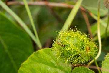 Small passion fruit (Fetid passionflower) in the forest as a herb to help reduce pain.