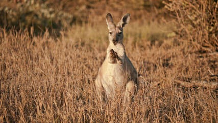 kangaroo looking around