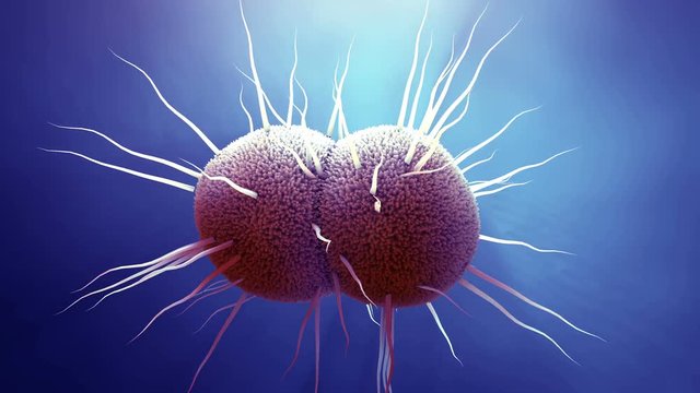  bacterium Neisseria gonorrhoeae, Gonorrhea