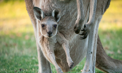 mother kangaroo with baby 