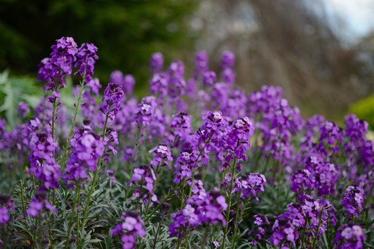 Purple Flowers At Kew Gardens