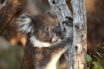 Koala bear in eucalyptus tree, portrait 