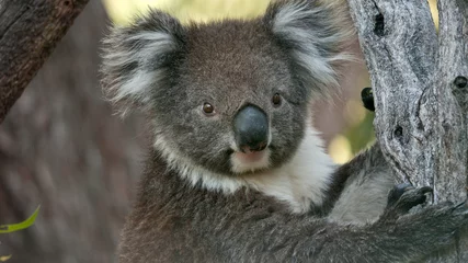 Fototapeten Koala bear in eucalyptus tree, portrait  © dblumenberg
