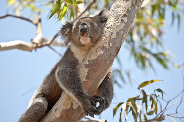 Koala bear resting in eucalyptus tree