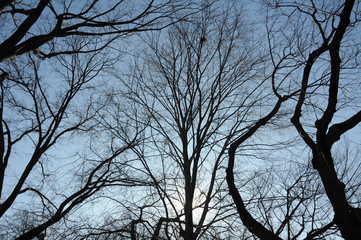 A tangle of bare, leafless branches from trees hibernating in winter set against the blue sky.