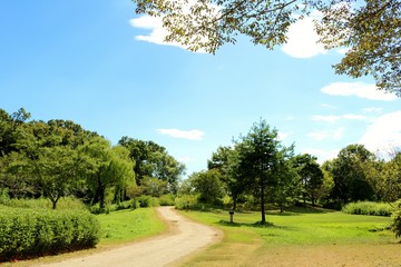 風景　小道　夏　茨城
