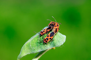 lygaeidae insect mating on green leaves