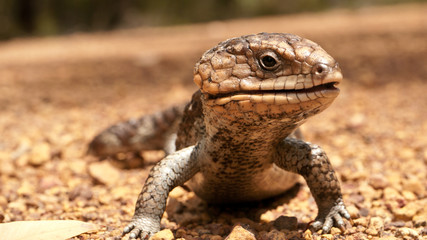portrait of blue-tongued skink 