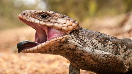 blue-tongued skink threatening