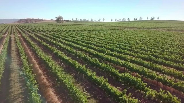Drone shot of kangaroos running through a vineyard in rural Australia
