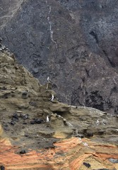 Three blue footed boogie birds on the rocks
