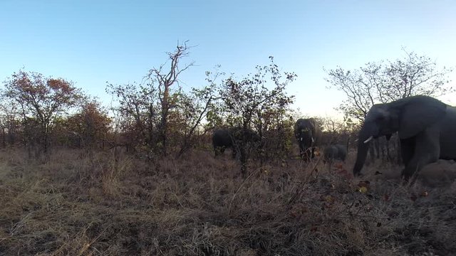Small herd of elephant feeding on Mopani leaves unaware of the hidden Gopro filming them. Greater Kruger South Africa. Flat plane. Hidden camera