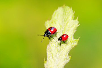 Blue bugs on green plant