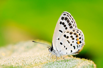 Obraz premium lycaenid on plant