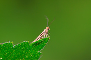 Moth insect on plant