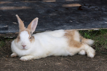 Cute white rabbit