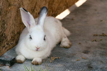 Cute white rabbit