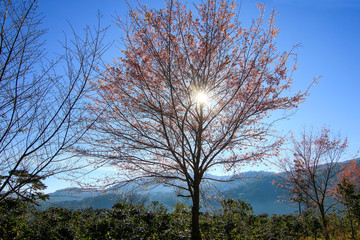 Beautiful Cherry blossom in Viet Nam