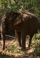 A close up of an Asian elephant in the jungle in Cambodia