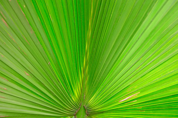 Obraz premium Palm leaf