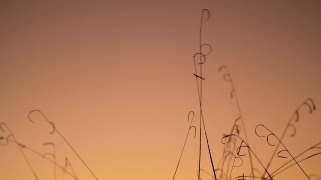 Countryside Grass silhouetted during sunset