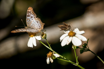 butterfly on flower