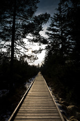 Obraz premium wooden path at dawn