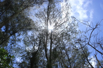 Trees and Sky