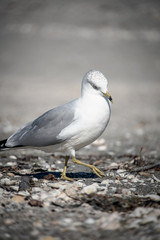 seagulls on the beach