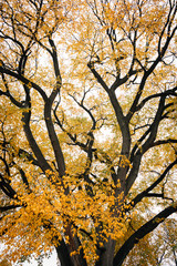 Tree with autumn color in Prospect Park, Brooklyn, New York City