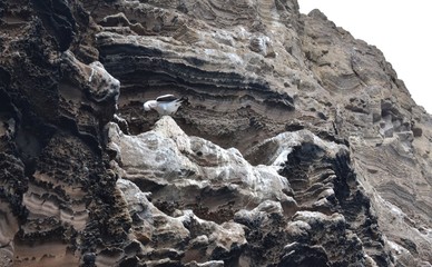 Bird on the rocks