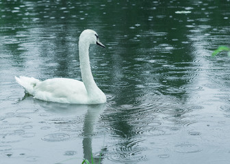 Fototapeta premium White Swan
