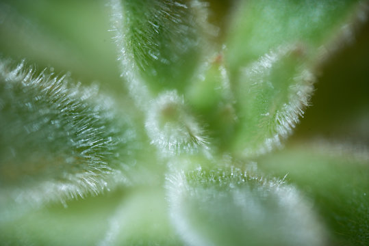Suculant Plant Macro Photo