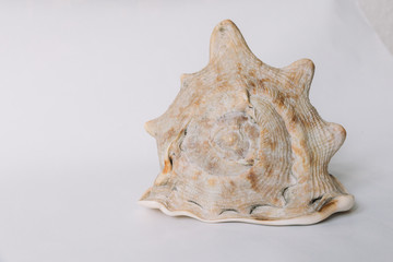 A brown shell on white background