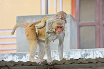 India, Rajasthan, Jaipur, indian monkeys