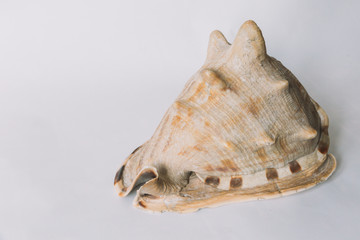 A brown shell on white background