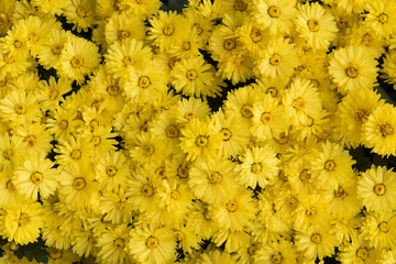 Yellow flower bed close-up view in China