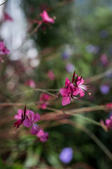 wild flowers